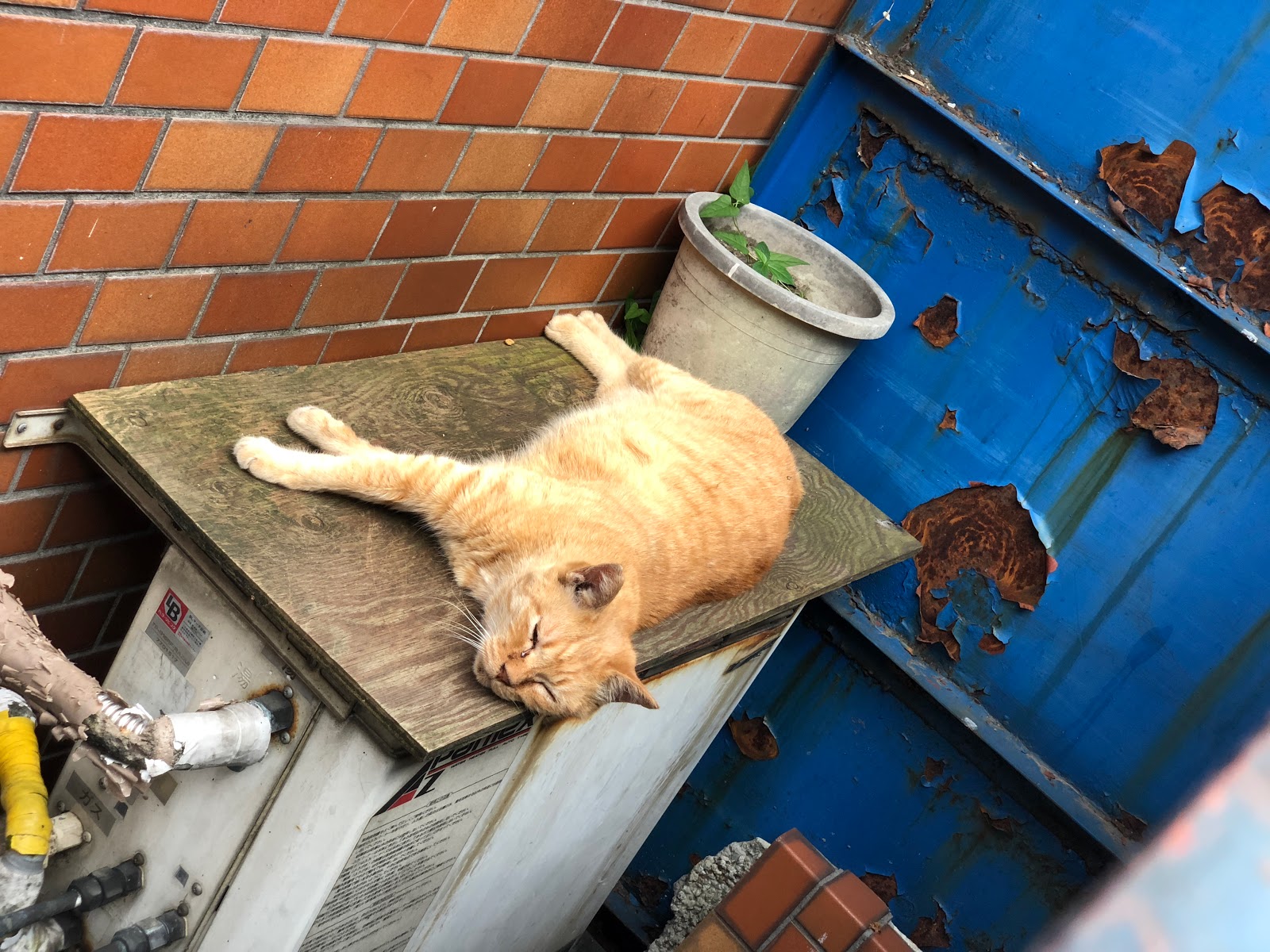 混沌の屋形風呂 暑い中猫撮影して疲れた月曜日
