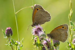 Naturfotografie Schmetterling Ochsenauge