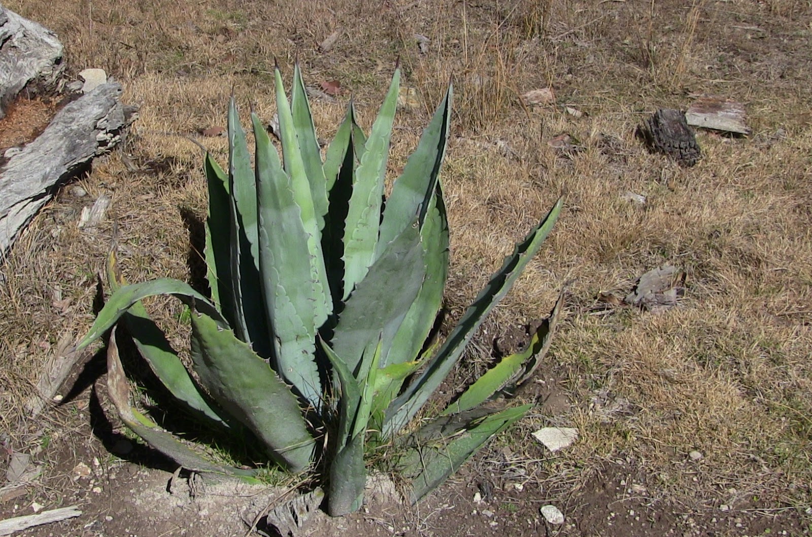 A Woodsrunner�s Diary Wilderness Living. Therapeutic Uses