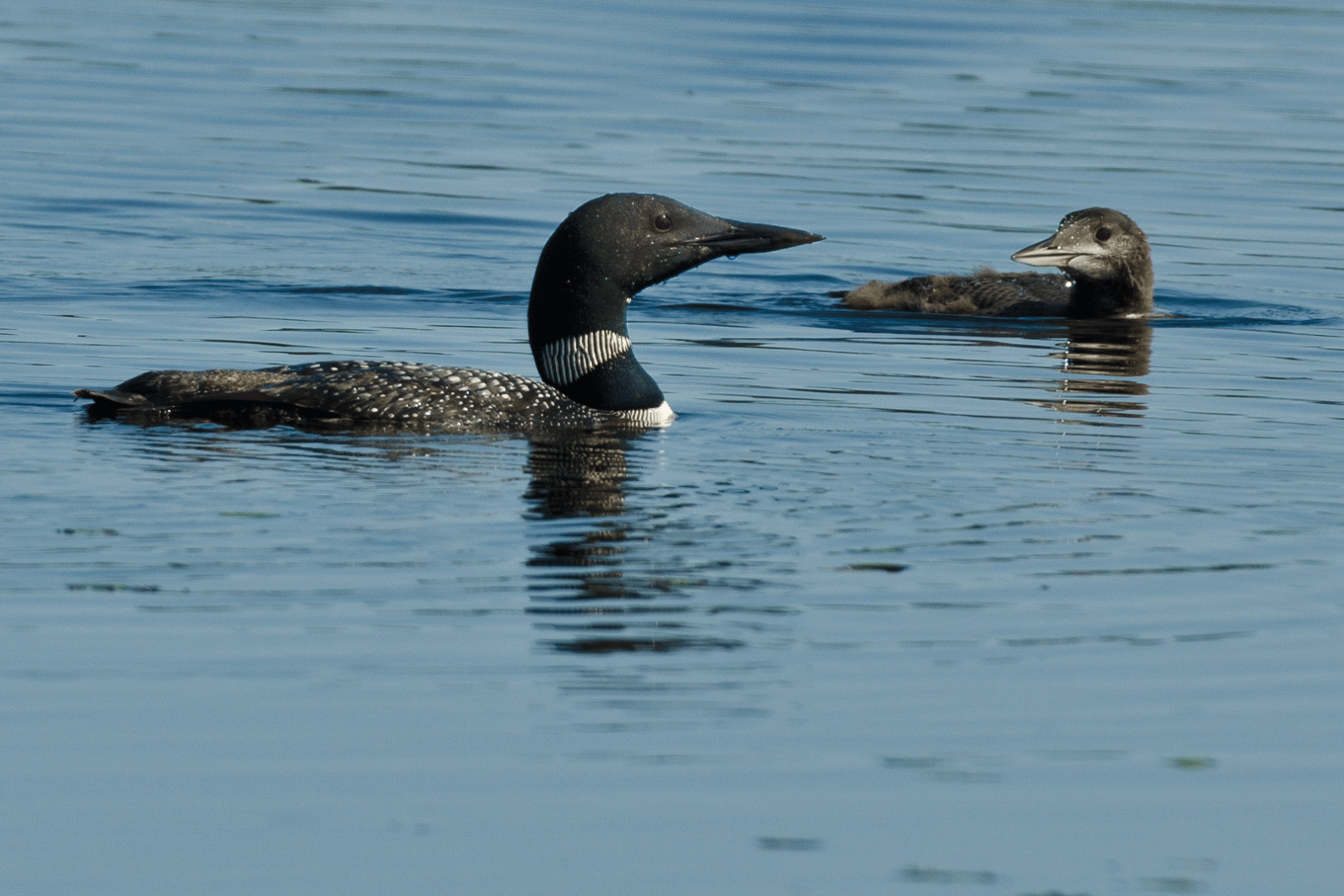 Journeys With Judy Seney National Wildlife Refuge MI