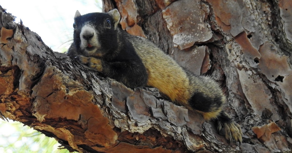 Field Notes and Photos Sherman's Fox Squirrel