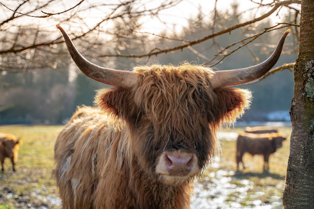 Felsentour Herbstein | Extratour Vogelsberg | Wandern in Hessen 11