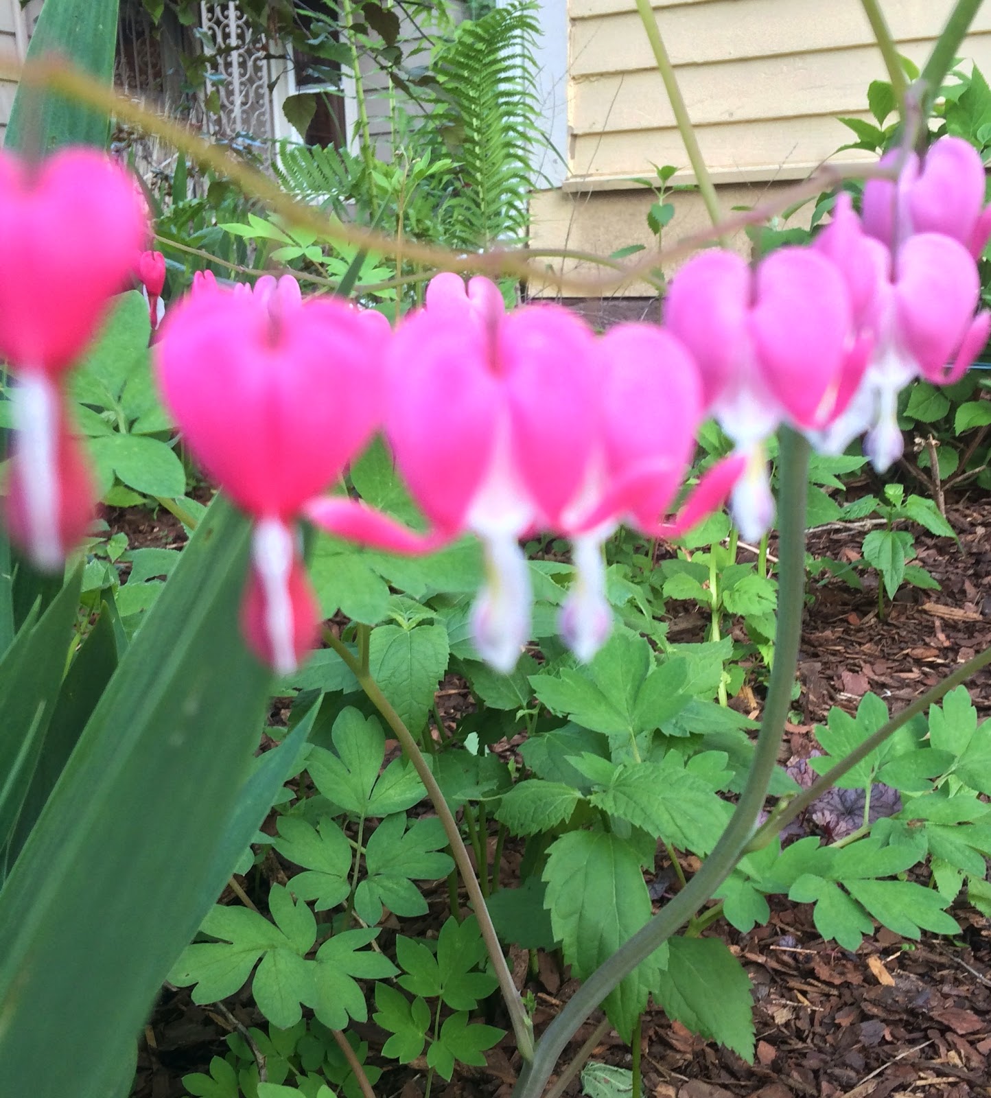 The petite, merci Our (new) obsession foraging for and cooking with