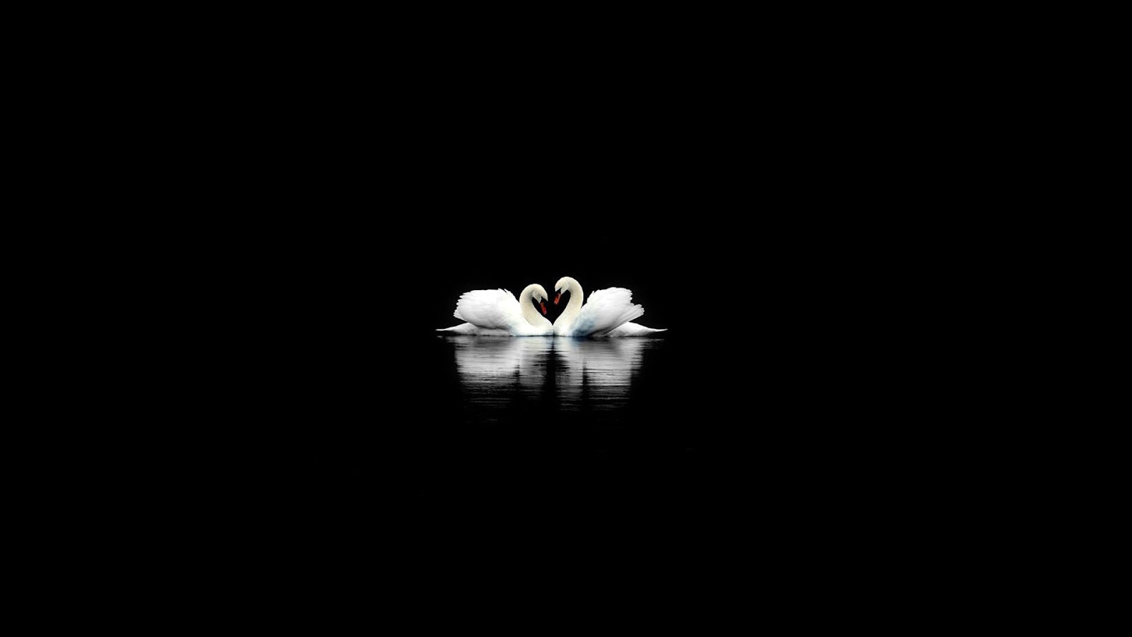 White Swan Black Mac Wallpapers HD