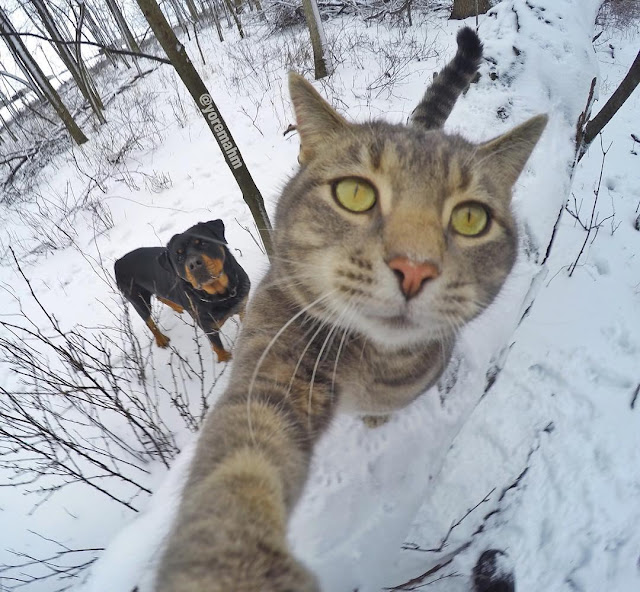 Manny, the cat addicted to selfies 