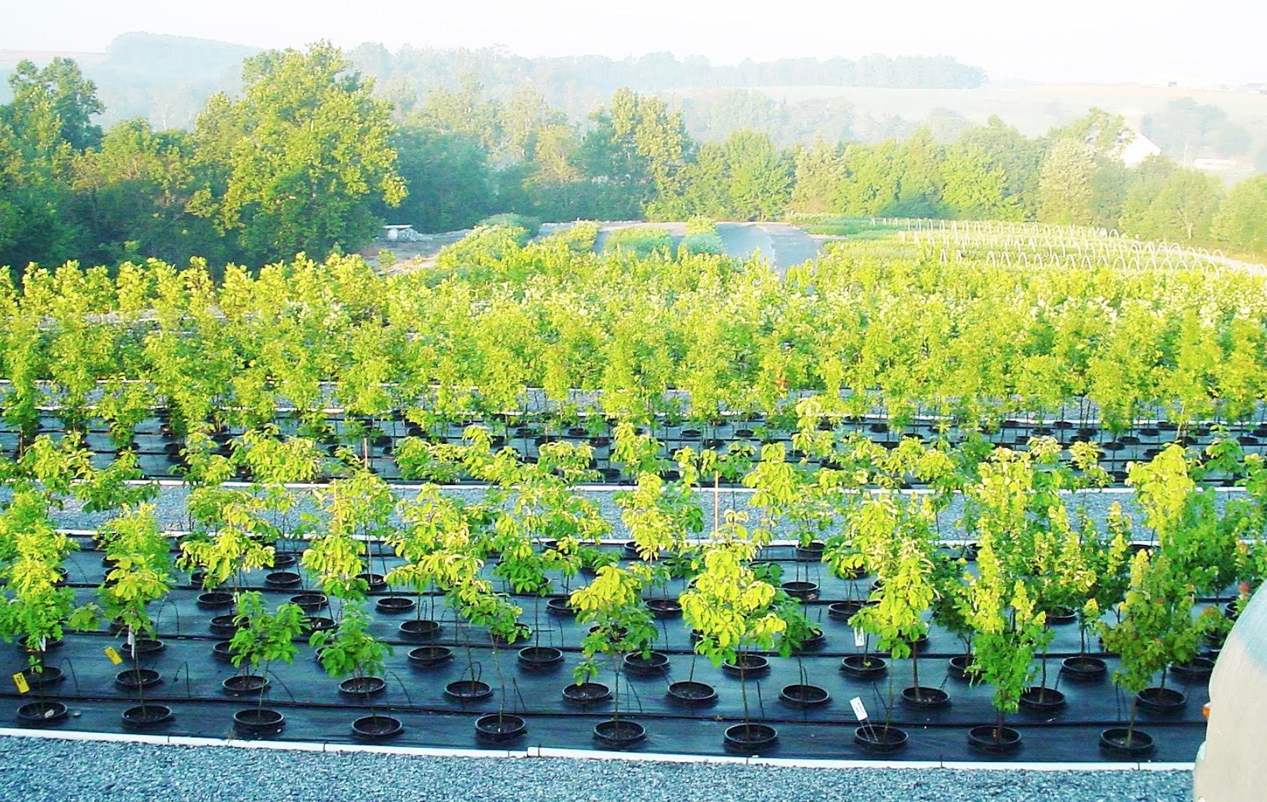 PA Environment Digest Blog Chesapeake Bay Foundation Effort To Plant