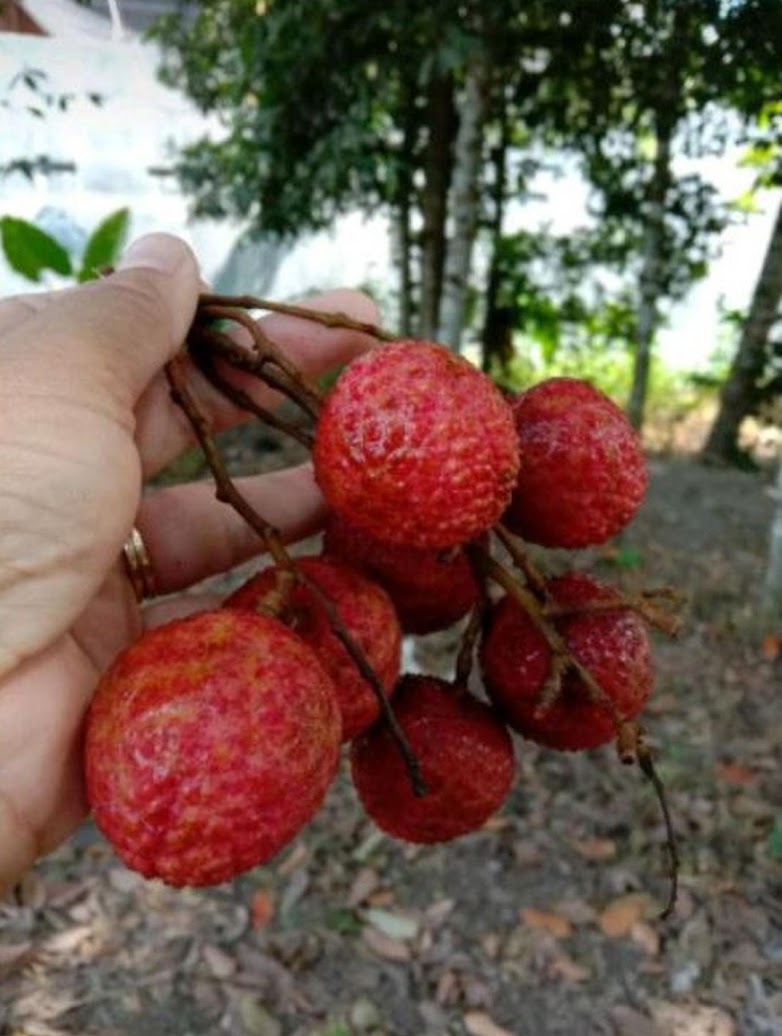 Bibit Buah Leci Merah Jambi