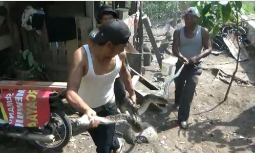 Ular piton yang ditangkap warga di Sidimpuan. Ular piton yang ditangkap warga di Sidimpuan.