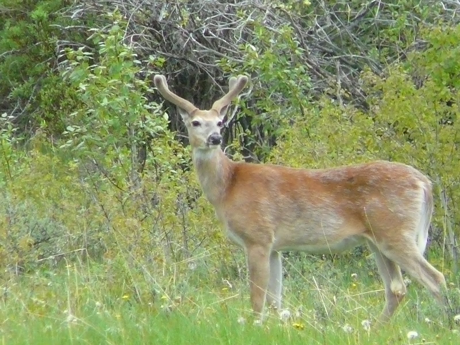 Foothills land for sale Plants and animals