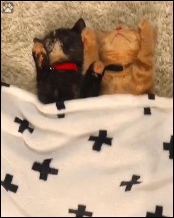 Cute Cat GIF • 2 kittens sleeping on their back like human babies under the blanket, in a funny position Cute Cat GIF • 2 kittens sleeping on their back like human babies under the blanket, in a funny position