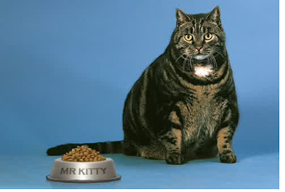 Best Dry Cat Food for Overweight Cats