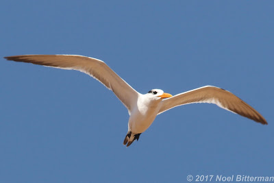 Royal Tern