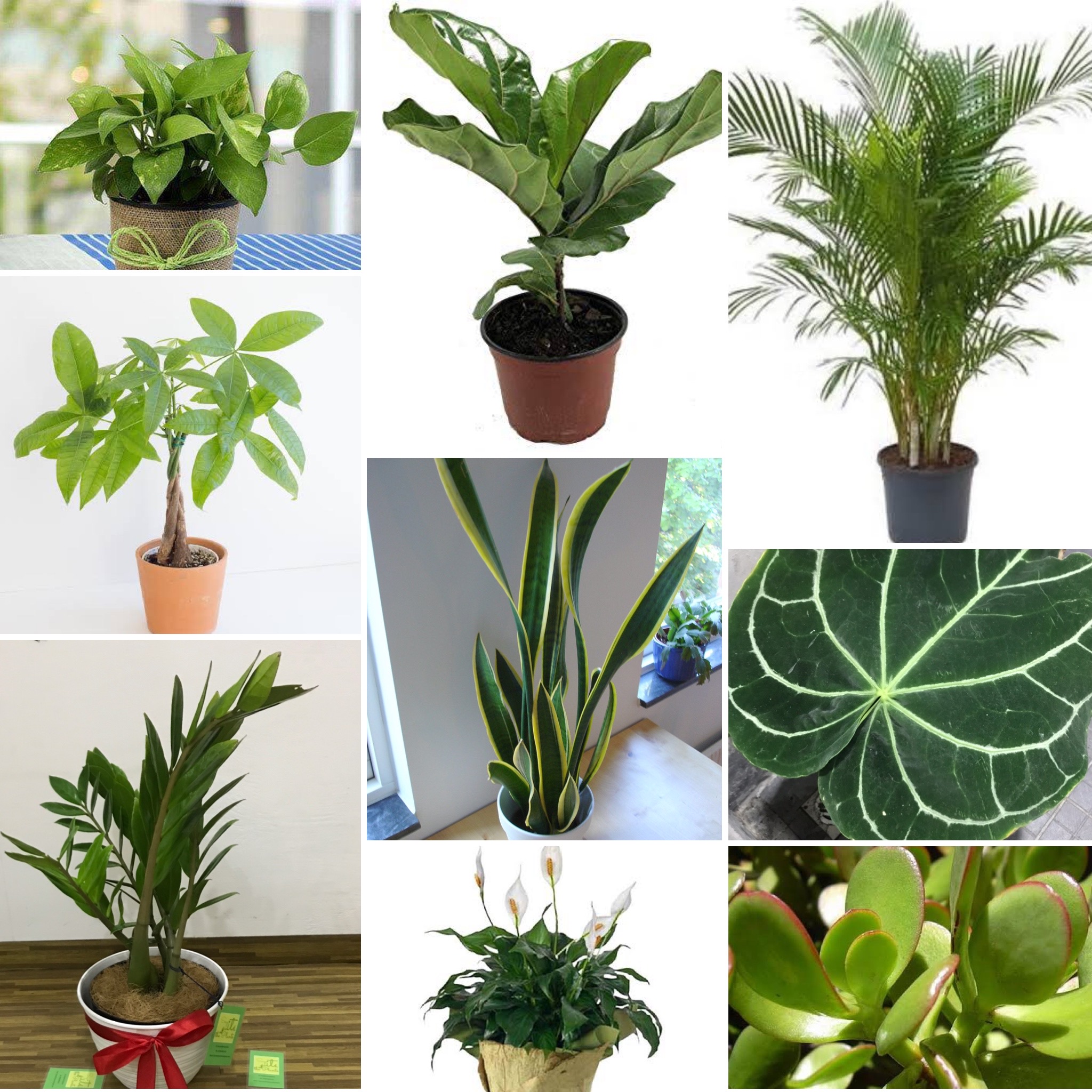 Tanaman Hias di Halaman Rumah