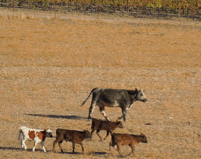 Cows with Calves Grazing Near Vineyard, © B. Radisavljevic