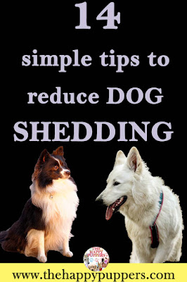 Excessive shedding in dogs: causes, treatment, home remedies Excessive shedding in dogs: causes, treatment, home remedies