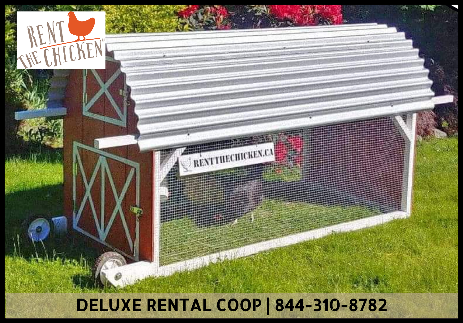 Rent The Chicken Victoria, British Columbia and surrounding areas