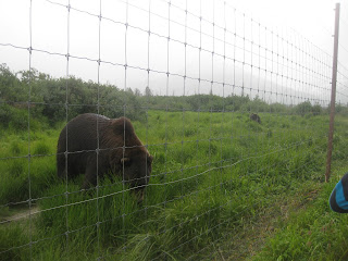 Brown bear at Alaska Wildlife Conservation Center