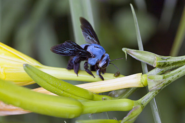 abeja carpintera azul sobre una flor