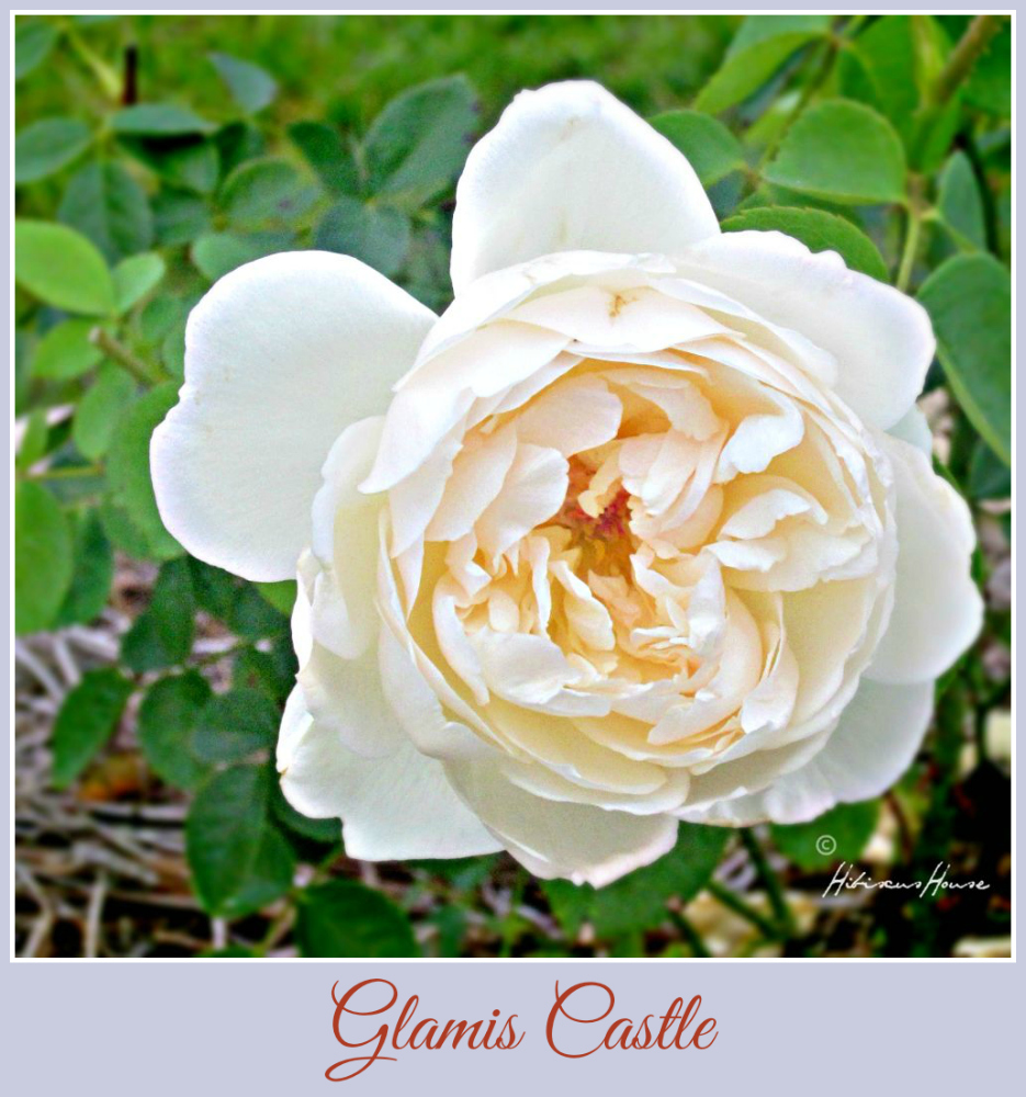 The Axarquia Garden Club Tough Plants At Viveros Florena