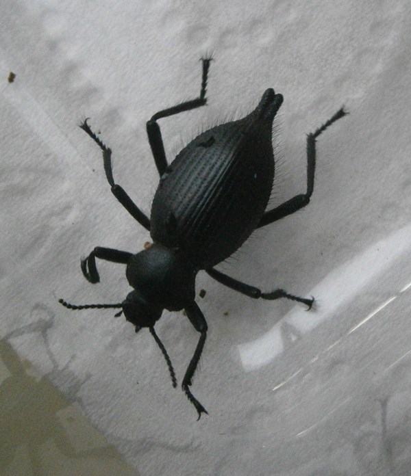 E.caud%25231.JPG