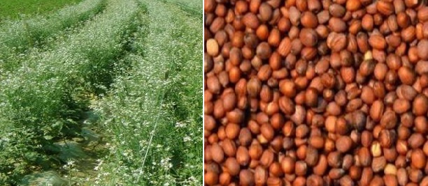 Easy Steps to Produce Your Own Vegetable Seeds ; A Information Guide for Beginner's