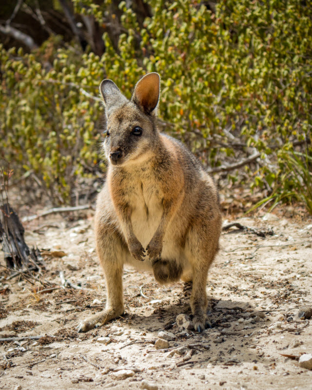 tammar wallaby