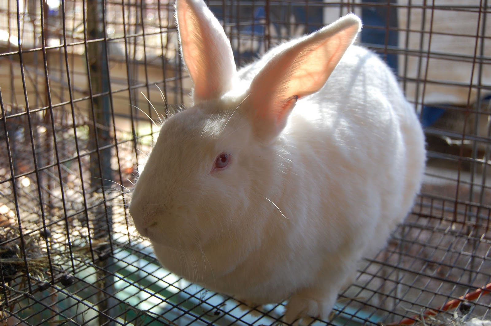 My Life as a Ranch Girl: Rabbits