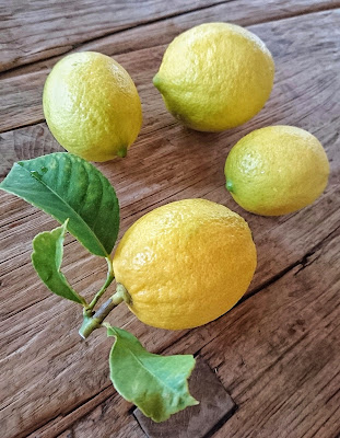 レモンを収穫