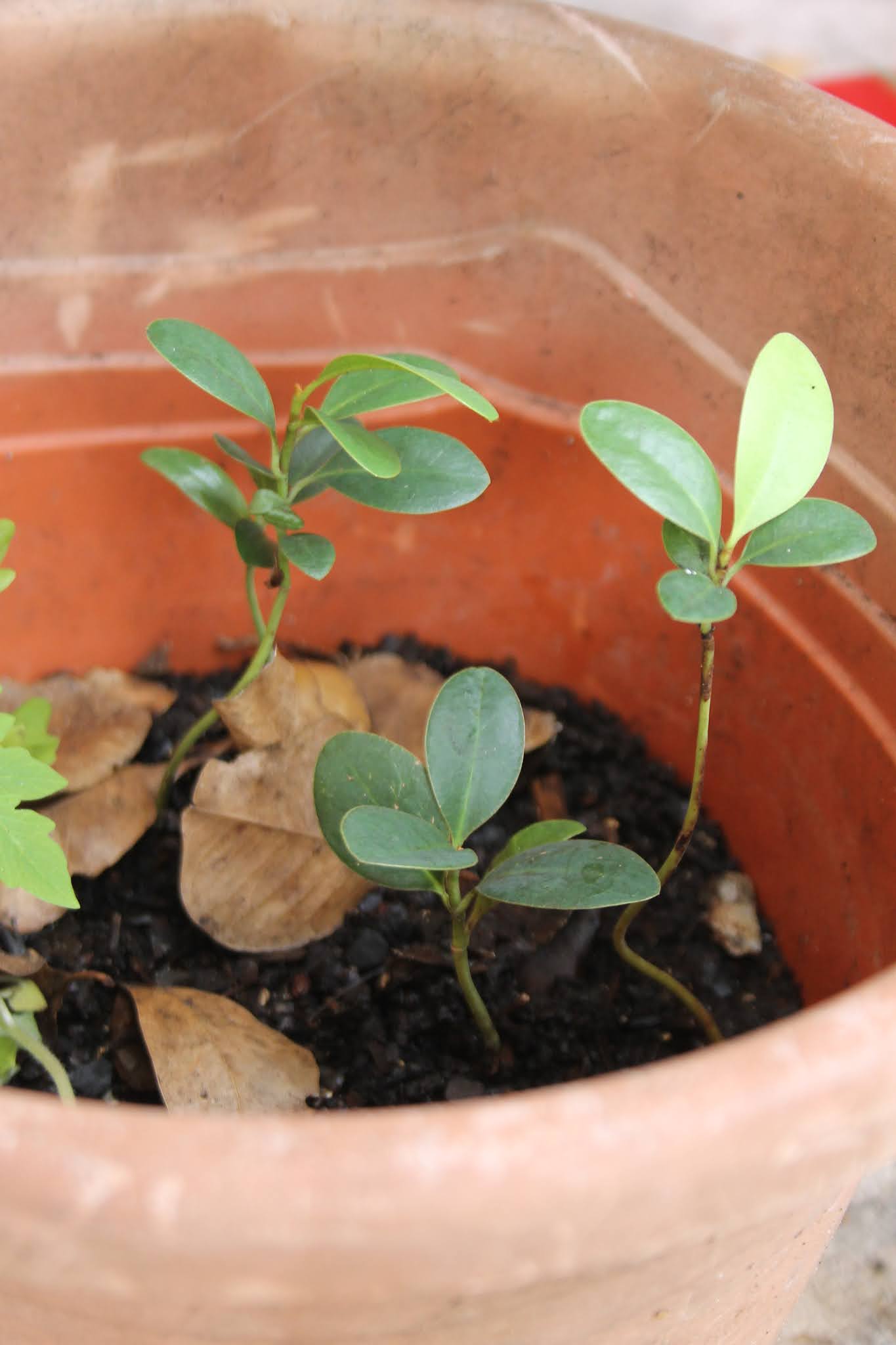 How To Grow Magnolia Trees From Seeds