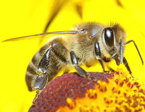 worker bee, honey worker bee, worker honey bee, honey bee