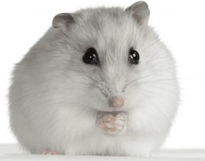10 Jenis Hamster dan harganya | Jinak & Lucu untuk Dipelihara