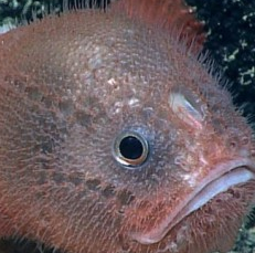 Coffinfish Facts, Habitat, Predators, Adaptations, Diet