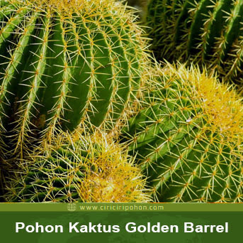 ciri ciri pohon kaktus golden barrel