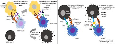 Izq: mecanismo de acción de los fármacos anti-CTLA4. Dcha: el de los anti-PD-1