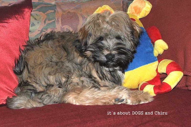 Tibet Terrier Chiru und sein Kuscheltier Kasimir