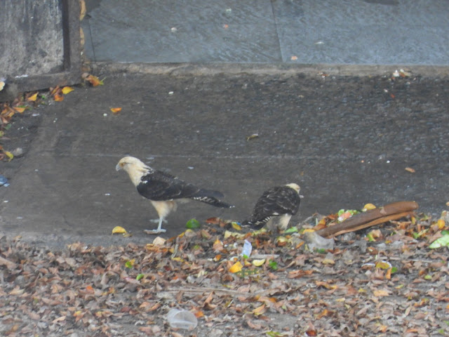 Bird & Travel Photos, Birding Sites, Bird Information: YELLOW-HEADED