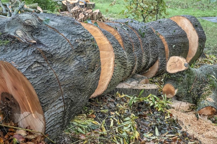 Hutan penebangan Penebangan Pohon