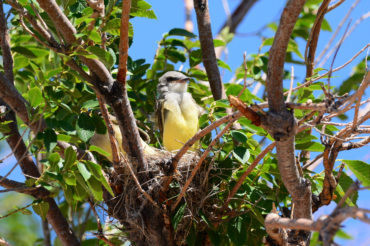 Tyrannus verticalis Tyrannus verticalis