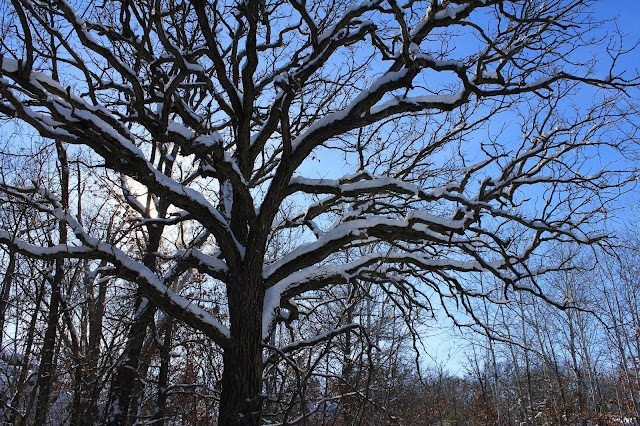 Snow Covered Tree, Quarry Park snow covered tree, quarry park, waite park, minnesota