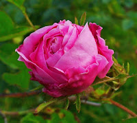 Provence or Cabbage Rose (Rosa centifolia) in Shakespeare