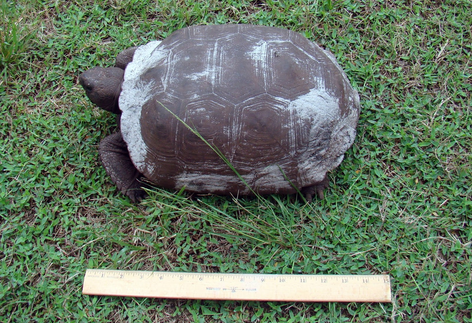 Pine Island, Florida Golf Carts now OK on Pine Island's side streets