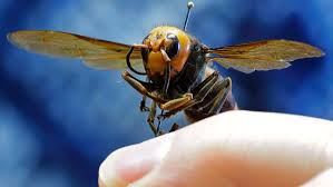 que significa sonar con abejas que te pican