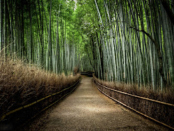 bamboo forest wallpapers backgrounds xs tag