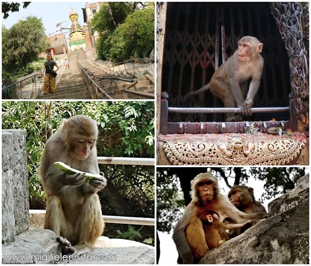 Macacos-Templo-Swayambhunath