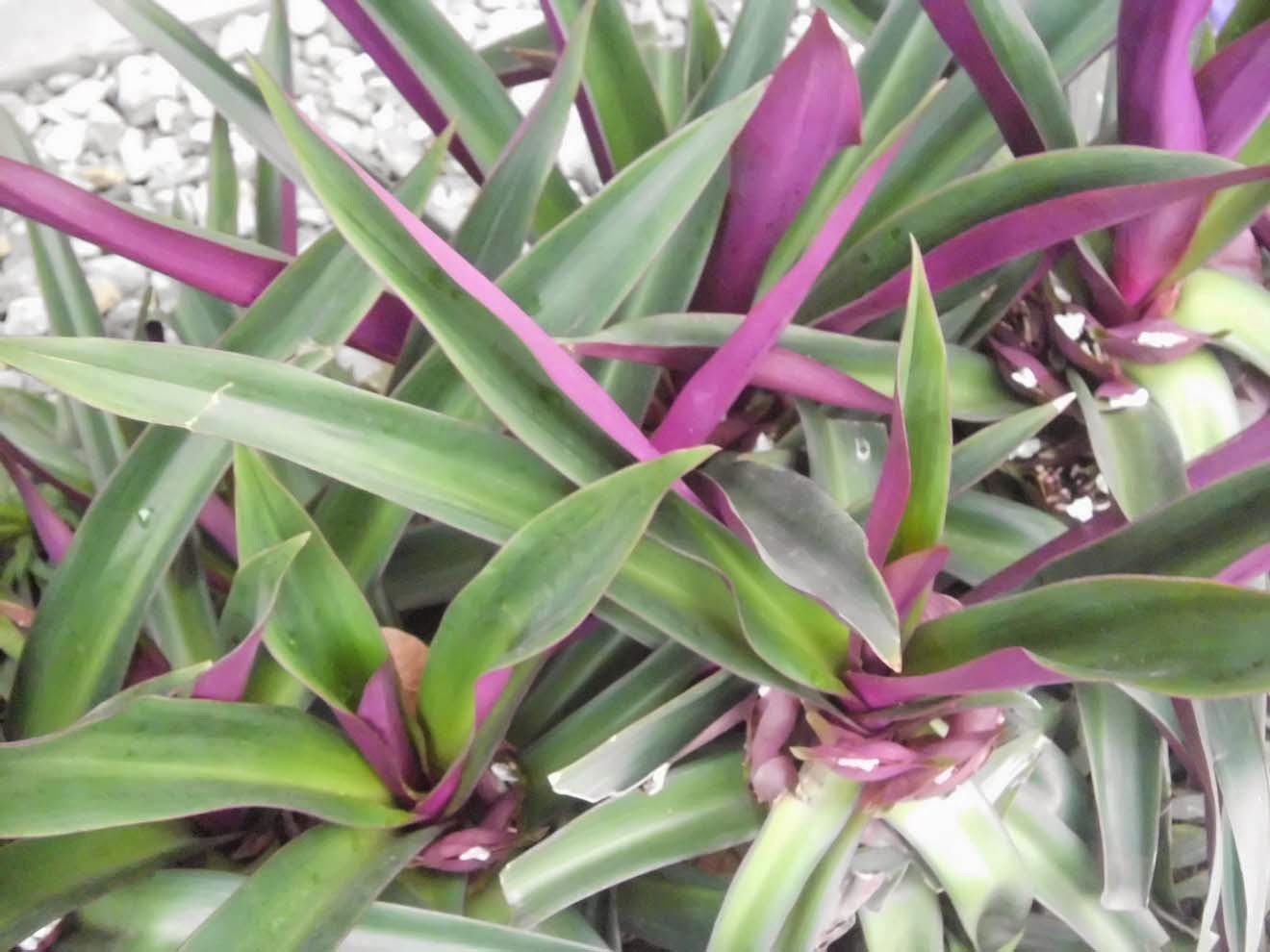 Moses in the cradle (Tradescantia Spathacea)