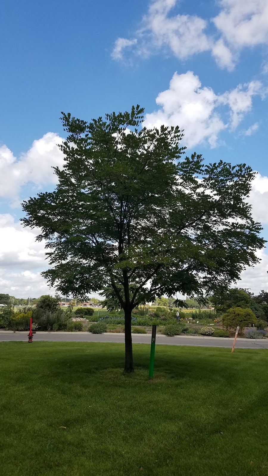 Using Georgia Native Plants Serviceberry A Tree For You And The