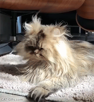 Funny Cat GIF • Sunday morning. after a crazy Saturday night. Funny looking face. When your cat can't contain the floof. Funny Cat GIF • Sunday morning. after a crazy Saturday night. Funny looking face. When your cat can't contain the floof.