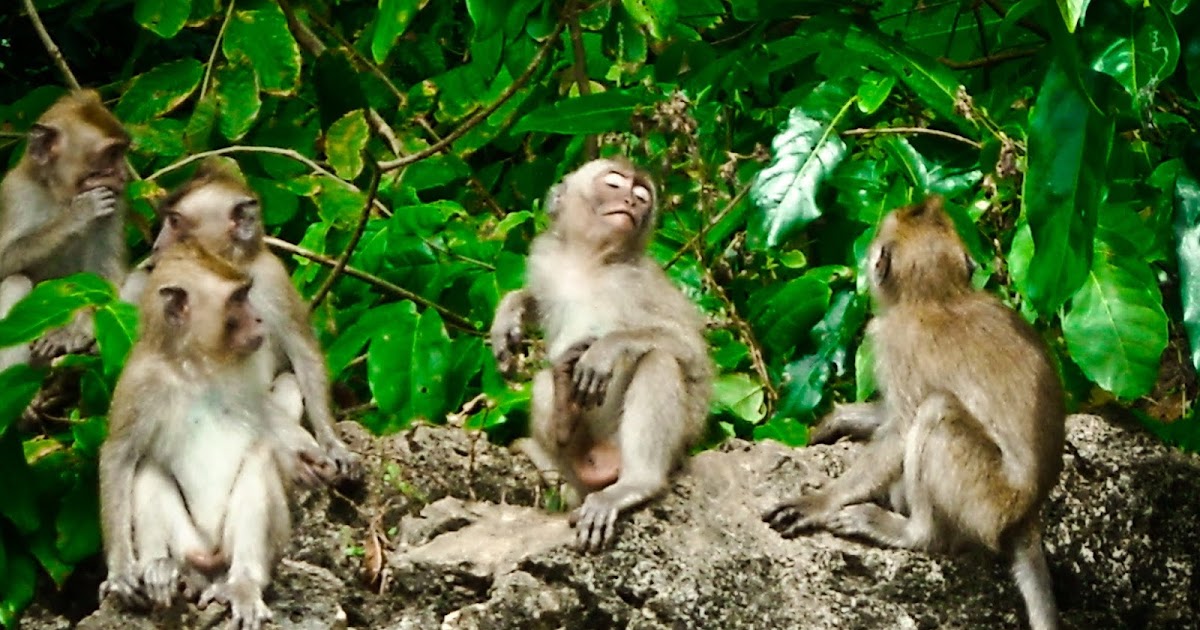 Cagar Alam Pananjung Pangandaran