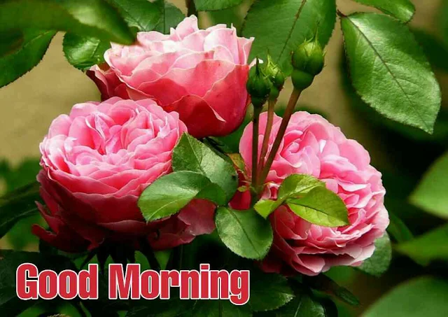 Good morning images with rose flower