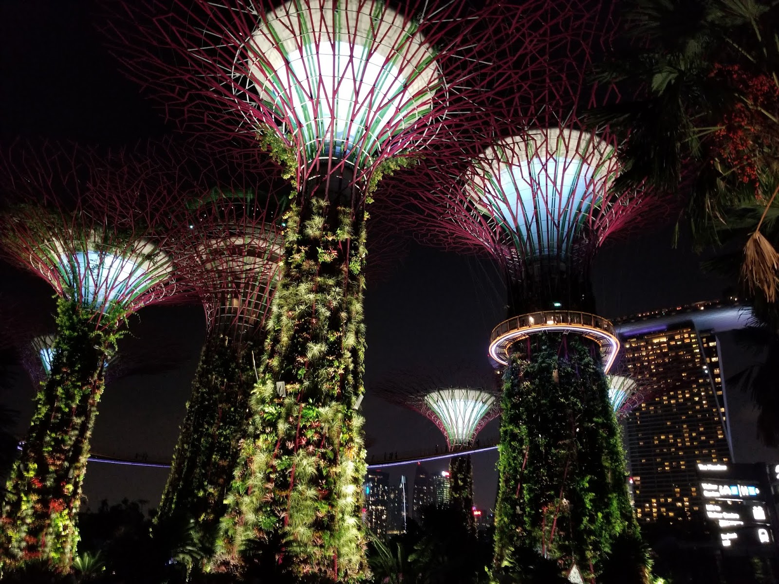 Supertree Grove, Gardens by the Bay